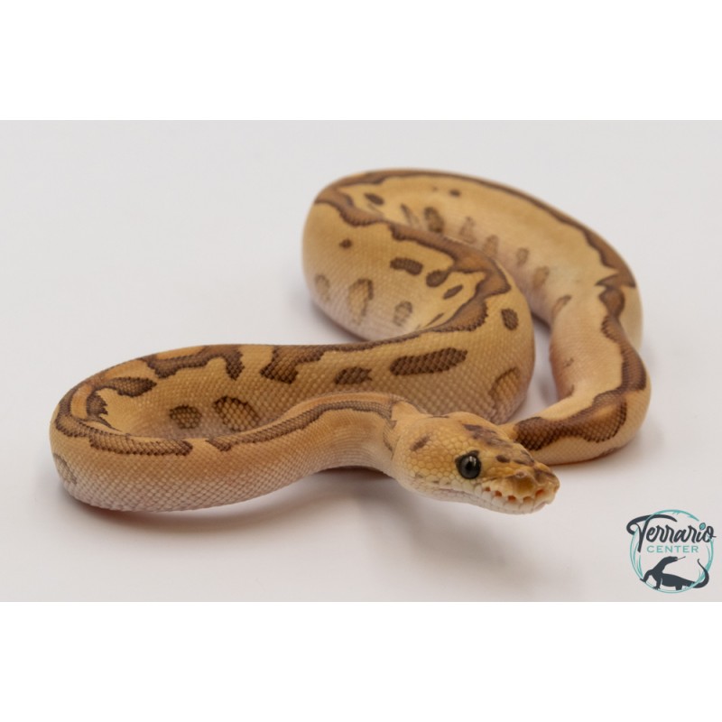Python royal - Python regius Clown Leopard Butter Blade M079