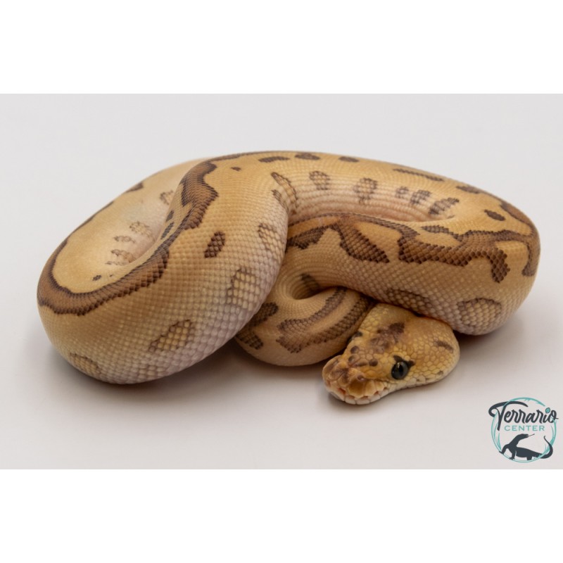 Python royal - Python regius Clown Leopard Butter Blade M079